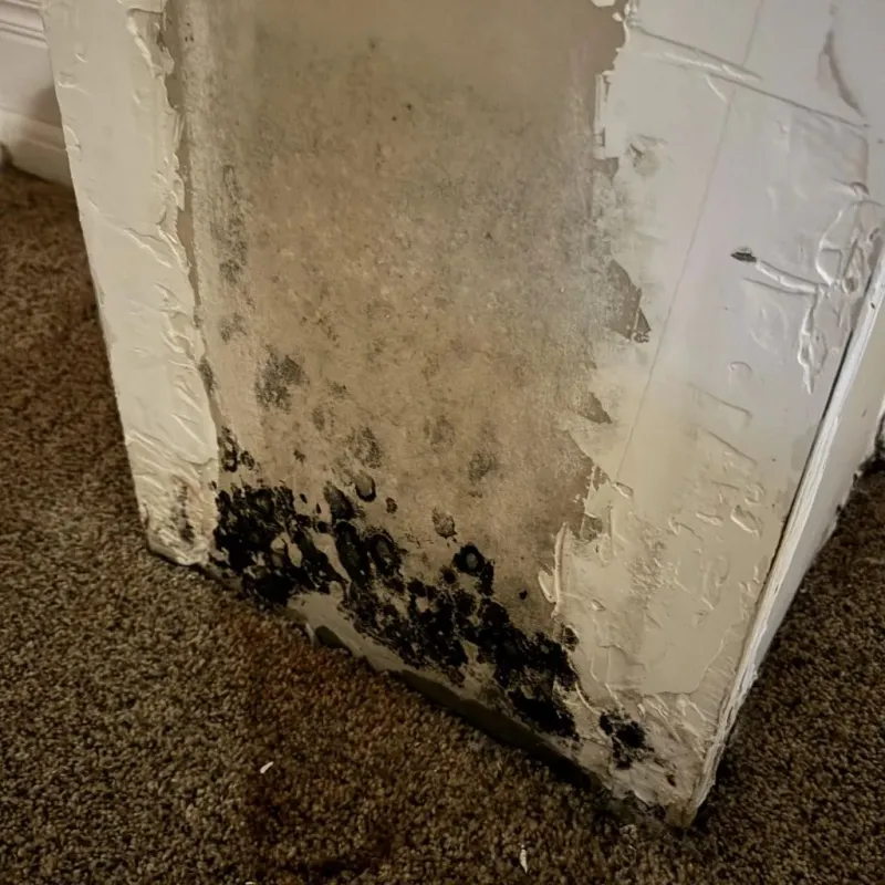 Professional Mold Removal in Brookline, MA